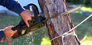 How Our Tree Care Process Works  in  Mountain City, TN
