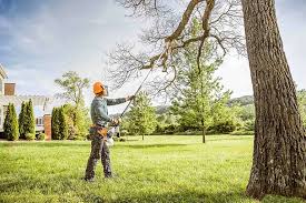 Best Fruit Tree Pruning  in Mountain City, TN