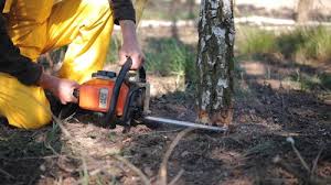 Best Root Management and Removal  in Mountain City, TN