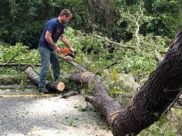 Best Tree Health Inspection  in Mountain City, TN
