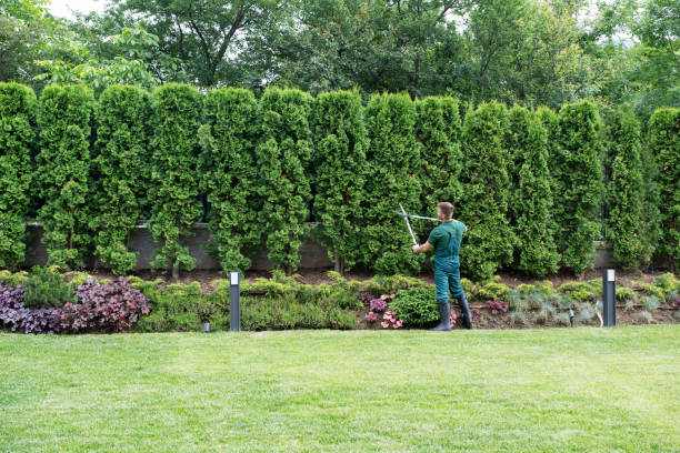 Professional Tree Removal in Mountain City, TN