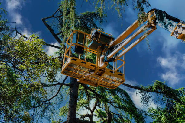 Best Tree Removal  in Mountain City, TN