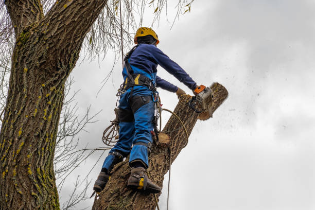 Best Tree Preservation Services  in Mountain City, TN