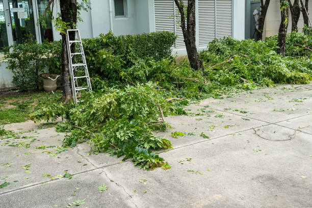 Best Seasonal Cleanup (Spring/Fall)  in Mountain City, TN