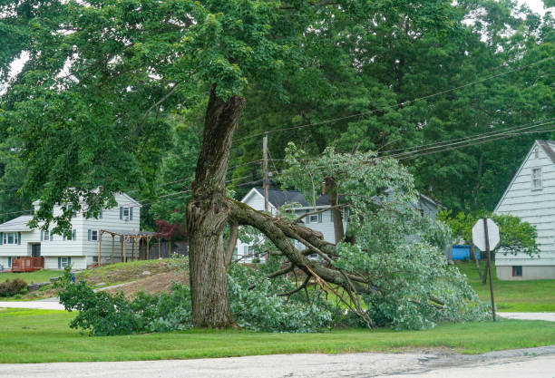 Best Tree Disease Treatment  in Mountain City, TN
