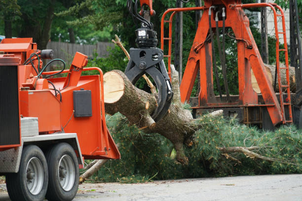 Best Arborist Consultation Services  in Mountain City, TN