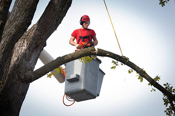 Best Tree Trimming and Pruning  in Mountain City, TN