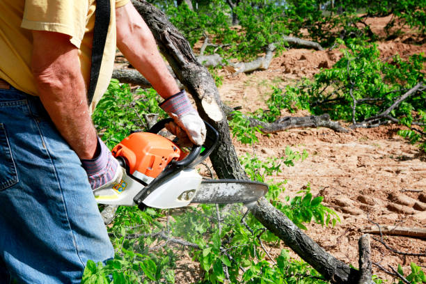 Best Organic Lawn Care Solutions  in Mountain City, TN